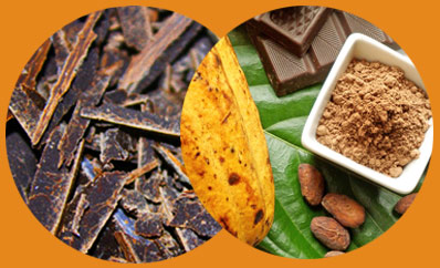 The Health Benefits of Cocoa